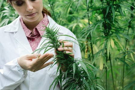 female scientist in a hemp field checking plants and flowers, alternative herbal medicine concept